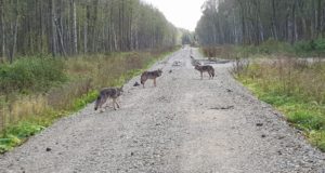 Raplamaa hunte on ka varem nähtud