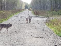 Sissejuhatus Looduskalendri hundiloole