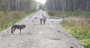 Sissejuhatus Looduskalendri hundiloole