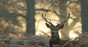 Otsime kalendri pilte!