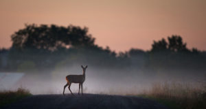 EJ 1/2020: Olukorrast maanteel
