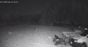 VIDEO! Raplamaal käisid hundid koduõuel koeri kimbutamas