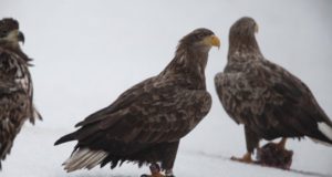 Merikotka kaitse tegevuskava aitab hoida merikotkaid