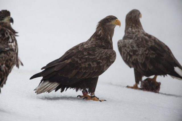 merikotkas._renno_nellis