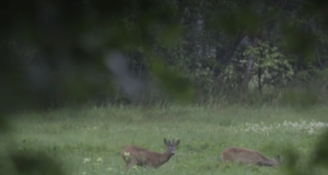 “Osoon” võttis luubi alla metskitsede arvukuse
