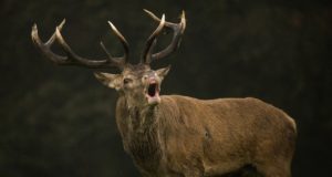 Lastud hirve kontrollima läinud jahimees hukkus