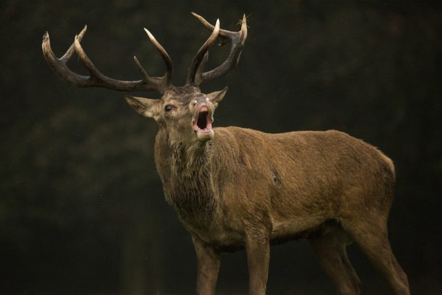 red-deer