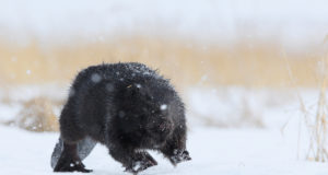 RMK Tallinna kontoris avati kopranäitus