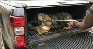 Tartumaal, Rannu jahipiirkonnas päästeti hunt.