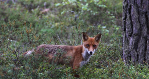Ülevaade peaproovide kogumisest ja laborini jõudnud uurimismaterjalist