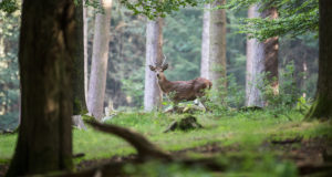 Tais leiti surnud hirve kõhust seitse kilo plasti