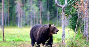 Karujahihooajal kütiti 67 isendit