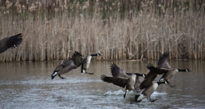 Põllumehed: uute uuringute asemel tuleks hanede kevadist heidutusjahti lubada!