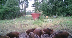 Lisasöötmine toob metssead põldudele tagasi