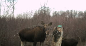 Piltuudis: vapper põdralehm vasikaga Kärstnas