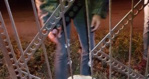 Jüri jahimehed päästsid väravasse kinni jäänud metskitse