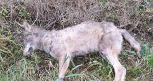 Viljandimaal hukkus autoavariis hunt