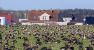 Hanede heidutamine aitab neid põldudelt eemal hoida, surmav heidutus on veidi tõhusam