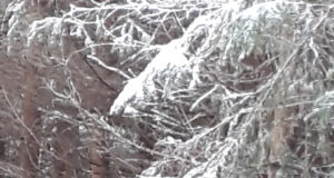 Mõistatuslik metsis