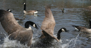 Linnutundjad on jaanuaris oodatud osalema veelindude loendusel