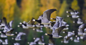 Haneliste heidutusjaht on Eestis peatunud