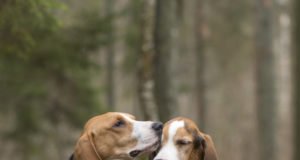 Eesti hagijas – seitse aastat hiljem