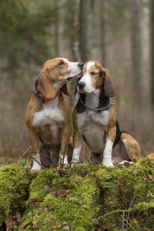 Eesti hagijas_Neil_Ilves_1