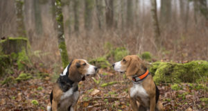 Miks peaks jahikoeri vaktsineerima?