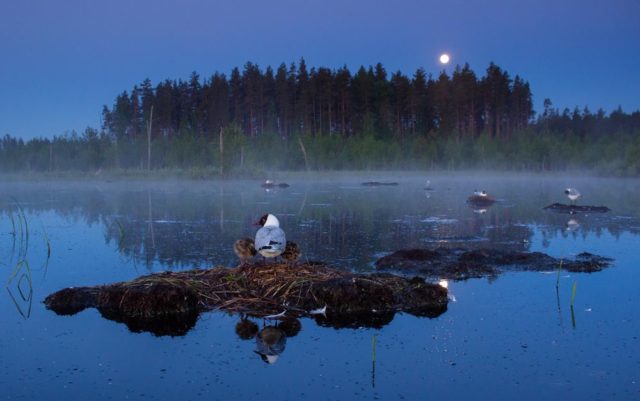 eesti looduse konkursi võitja
