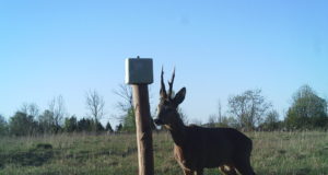 Näiline heategu lõppes hoiatusega: metsloomi soolaga kostitanud inimene sai noomida