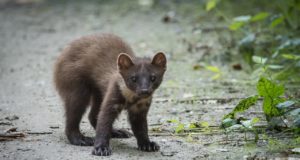 Ka nugised võivad majja kolida