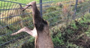 Seakatku vältimiseks ehitatud tara pole piisavalt efektiivne