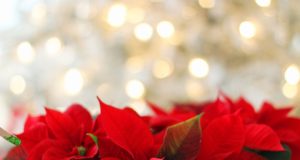 Jõulupühatervitused partneritelt