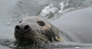 Hülgekütt tegi Ruhnus hülgerasvast väärt kätesalvi