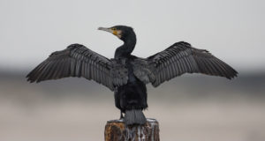 Mereinstituudi hinnangul võiks kormorane rohkem toiduks küttida