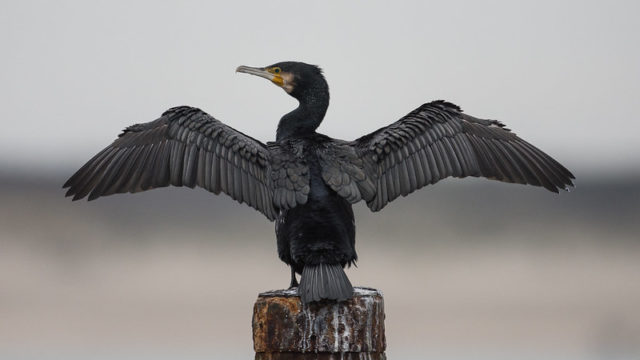 kormoran