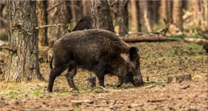 Seakatku leide tuleb endiselt juurde