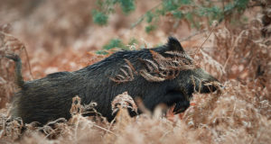 Läti-Eesti piiri lähedal ringleb seakatk