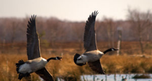 “Reporter” uuris kuidas on lood linnujahiga