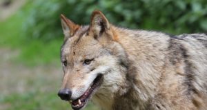 Turu saarestikus anti eriluba hundi küttimiseks