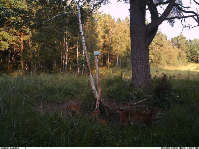 ilvesed-hardi-pikkmets