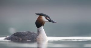 Algas tuttpüti aasta