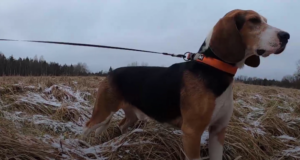 TV3 uuris mida jahikoera aastal tehakse