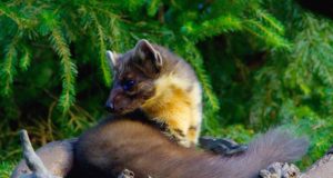 Nugisenahkade kokkuost