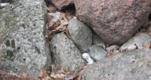 Imetajate atlas ootab vaatlusi!