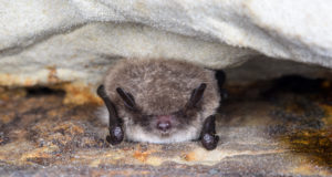 Aasta loom on nahkhiir