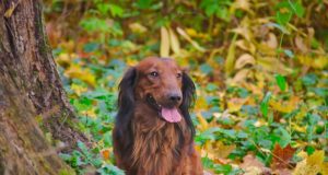 Jõgevamaal toimub urujahi õppepäev koera peremeestele