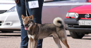 Shikoku kinnitati jahikoerte nimekirja