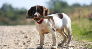 Prantsusmaal tuvastati marutaudijuhtum