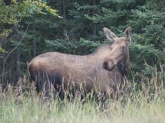 Suve algus on väikeste põdramudilaste aeg